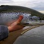 Ikan Salmon Berasal Dari Laut Mana